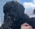 Puppy Lavender Goldendoodle