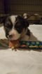 Small Photo #4 Aussie-Corgi Puppy For Sale in OAKLAND, CA, USA