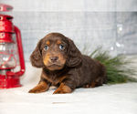 Small Photo #4 Dachshund Puppy For Sale in GOSHEN, IN, USA