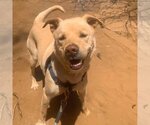Small Photo #6 American Pit Bull Terrier-Retriever  Mix Puppy For Sale in Kanab, UT, USA