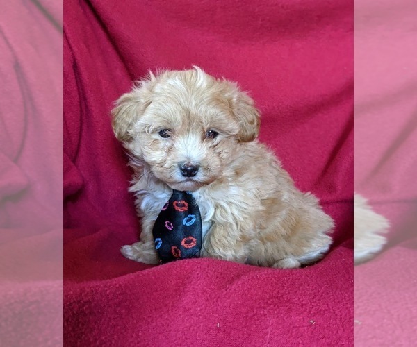 Medium Photo #1 Maltipoo Puppy For Sale in NOTTINGHAM, PA, USA