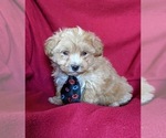 Small Photo #1 Maltipoo Puppy For Sale in NOTTINGHAM, PA, USA