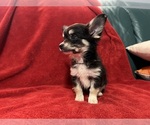 Puppy Lucas Papillon