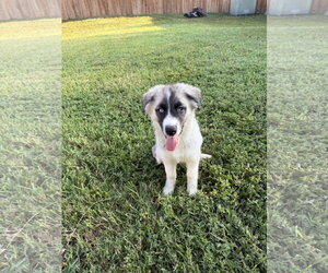 Siberian Husky Dogs for adoption in Carrollton, TX, USA