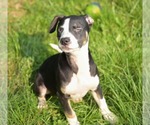 Small #4 Labrador Retriever Mix