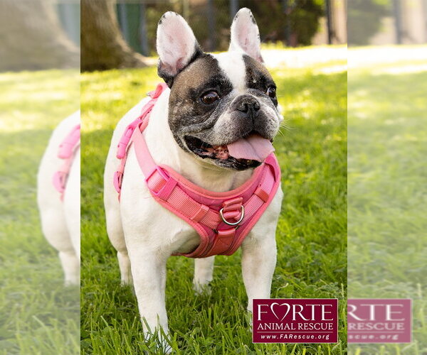 Medium Photo #2 French Bulldog Puppy For Sale in Marina del Rey, CA, USA