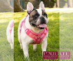 Small #1 French Bulldog