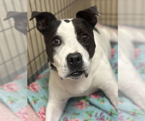 Mutt Dogs for adoption in Virginia Beach, VA, USA