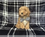 Small #6 Cavapoo