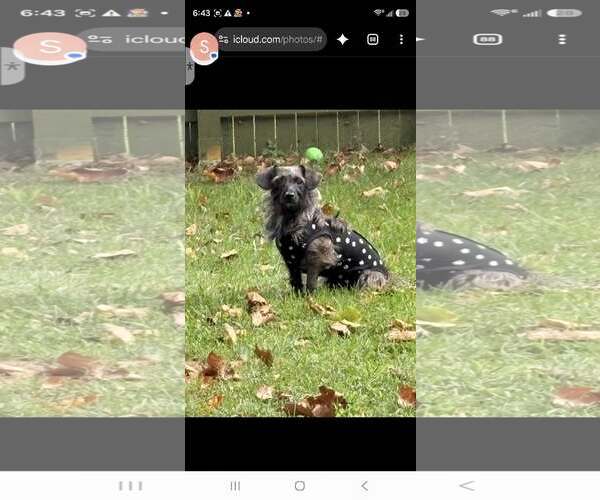 Medium Photo #2 Dachshund-Unknown Mix Puppy For Sale in Tenafly, NJ, USA