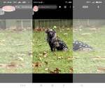 Small Photo #2 Dachshund-Unknown Mix Puppy For Sale in Tenafly, NJ, USA
