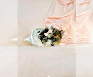 Yorkshire Terrier Puppy for sale in NAPLES, FL, USA