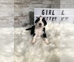 Small Photo #13 Sheepadoodle Puppy For Sale in NIXA, MO, USA