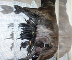 Small #11 Mastiff