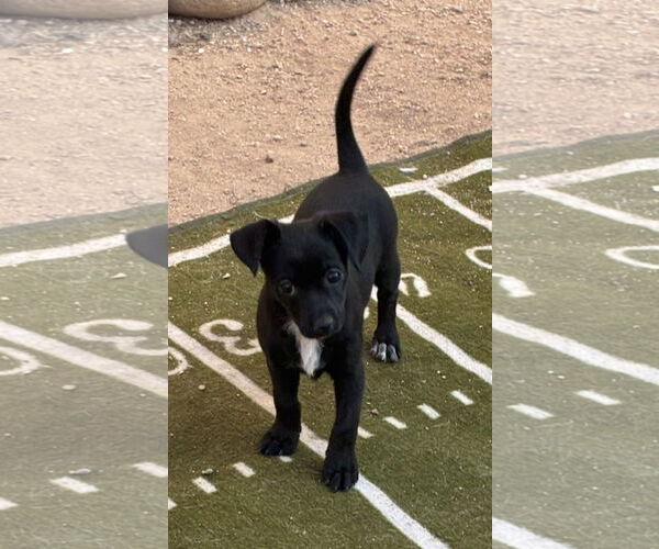 Medium Photo #4 Chihuahua Puppy For Sale in Hesperia, CA, USA