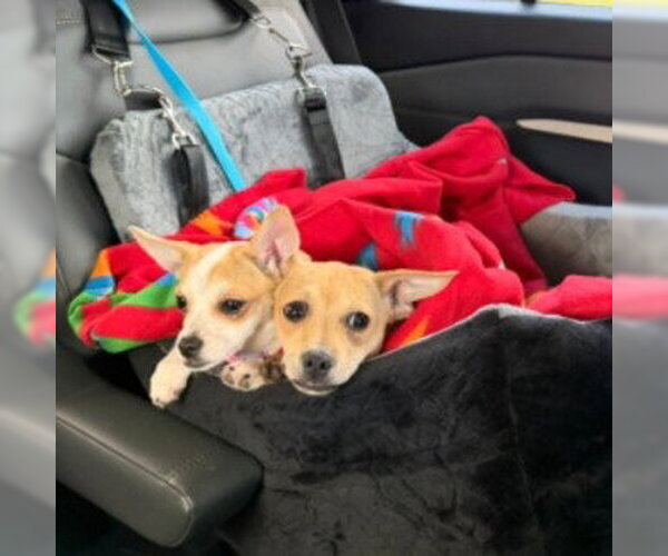 Medium Photo #4 Chihuahua-Unknown Mix Puppy For Sale in HOUSTON, TX, USA