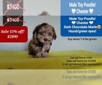 Image preview for Ad Listing. Nickname: Chester