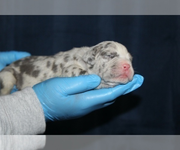 Medium Photo #33 American Bully Puppy For Sale in FORT LAUDERDALE, FL, USA