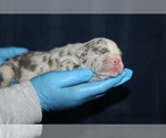 Small #32 American Bully