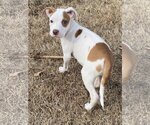 Small #1 American Pit Bull Terrier-Jack Russell Terrier Mix