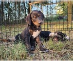 Small #3 Catahoula Leopard Dog
