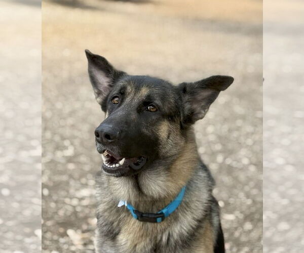 Medium Photo #1 German Shepherd Dog Puppy For Sale in San Diego, CA, USA