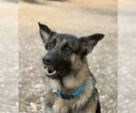 Small German Shepherd Dog