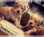 Small Photo #19 Goldendoodle Puppy For Sale in GOODLETTSVILLE, TN, USA
