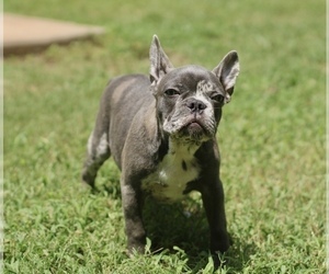 French Bulldog Puppy for sale in NEWNAN, GA, USA