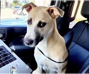 German Shepherd Dog-Unknown Mix Dogs for adoption in Houston, TX, USA