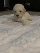 Small Photo #25 Goldendoodle Puppy For Sale in VACAVILLE, CA, USA