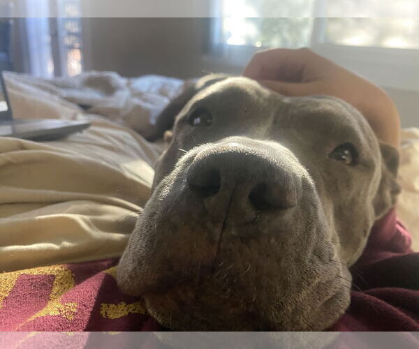 Medium Photo #5 American Pit Bull Terrier-Unknown Mix Puppy For Sale in Chandler, AZ, USA