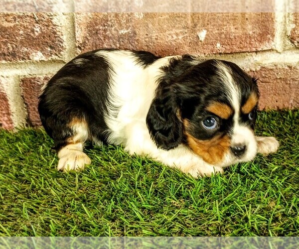 Medium Photo #8 Cavalier King Charles Spaniel Puppy For Sale in MOBERLY, MO, USA