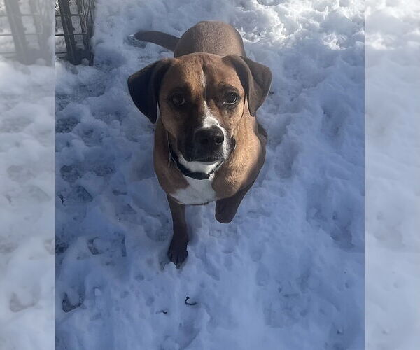 Medium Photo #15 Australian Shepherd-Boxer Mix Puppy For Sale in Bolivar, MO, USA