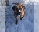 Small #14 Australian Shepherd-Boxer Mix