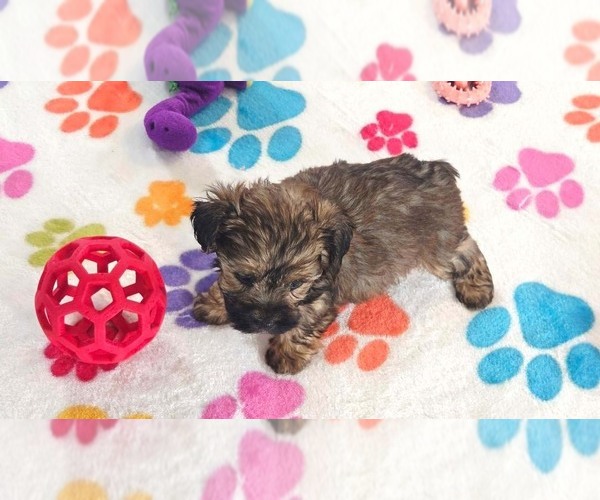 Medium Photo #6 Yorkipoo Puppy For Sale in ORO VALLEY, AZ, USA