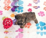 Small #5 Yorkipoo