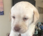 Small Photo #1 Labrador Retriever Puppy For Sale in FRESNO, CA, USA