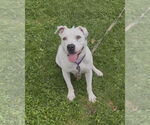 Small #22 American Pit Bull Terrier Mix