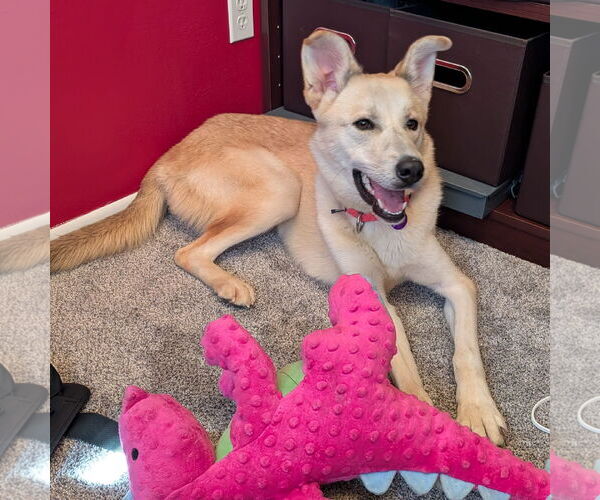 Medium Photo #15 Huskies -Unknown Mix Puppy For Sale in Fargo, ND, USA