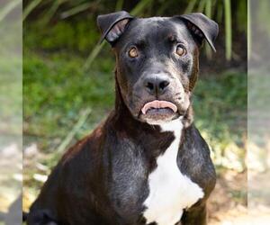 *BETTY BOOP - Female Mutt Dog for Adoption - Photo #2