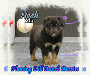 Miniature Australian Shepherd Puppy for sale in FORESTBURG, TX, USA