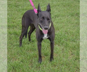 Pancake - Female German Shepherd Dog-Unknown Mix Dog for Adoption - Photo #6