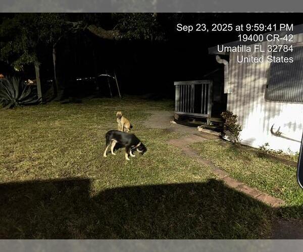 Medium Photo #1 American Pit Bull Terrier Puppy For Sale in Ocala, FL, USA