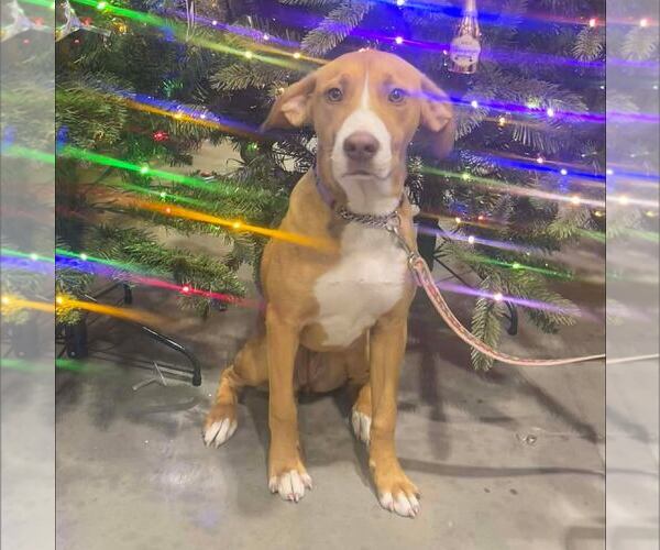 Medium Photo #1 Mutt Puppy For Sale in New Oxford , PA, USA