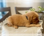 Puppy Black Boy Golden Retriever