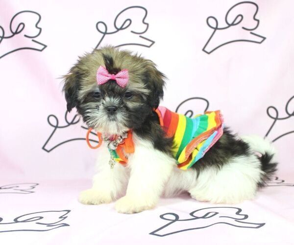 Medium Photo #4 Shih Tzu Puppy For Sale in LAS VEGAS, NV, USA