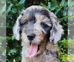 Small #2 Aussiedoodle Miniature 