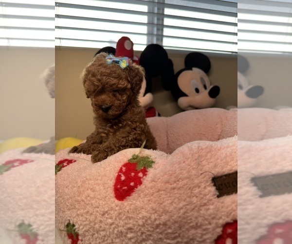 Medium Photo #25 Poodle (Toy) Puppy For Sale in NORTH HILLS, CA, USA