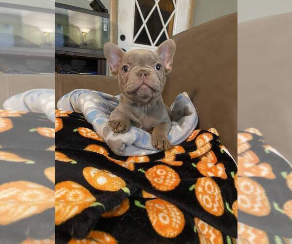 Medium Photo #2 French Bulldog Puppy For Sale in GREENVILLE, TX, USA